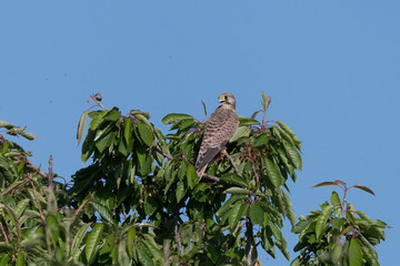 Turmfalke