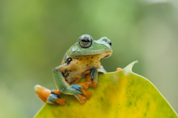 green tree frog, flying frog, java frog