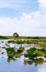 Pink lotus flower in Talay Noi Fowl Reserve, Phattalung - Thailand
