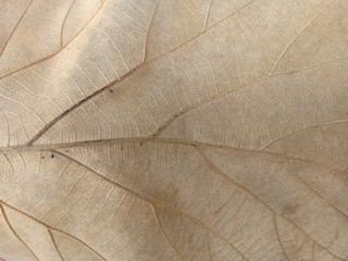 texture of leaf