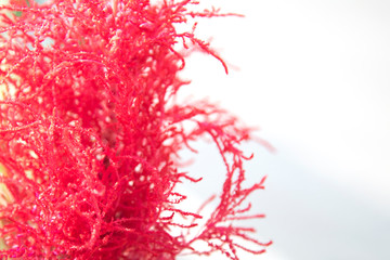 Red Wool flower, Red fox, Celosia cristata isolated on white background.