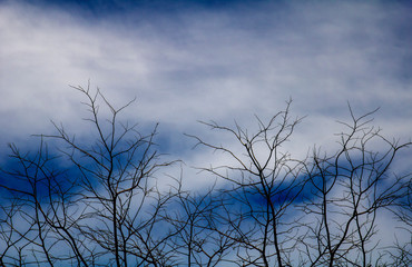 Dry branch with blue sky background.