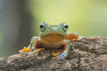 green tree frog, flying frog, java frog