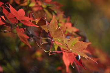 紅葉