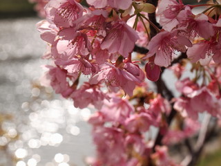 河津桜ときらめく青野川