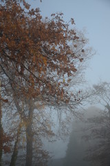 Bäume im Nebel an einem kalten Herbstmorgen