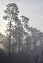 Bäume im Nebel an einem kalten Herbstmorgen