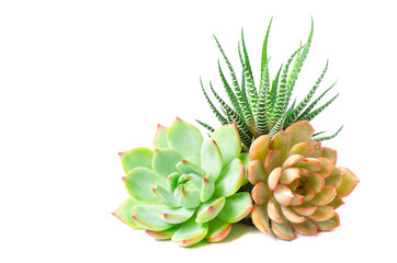 Arrangement of various types of succulent flowering houseplant arrangement white background