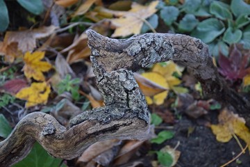 Vertrocknete Wurzel eines Baumes im Herbst
