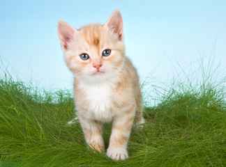 Naklejka na ściany i meble Kitten in grass