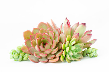 Arrangement of various types of succulent flowering houseplant white background