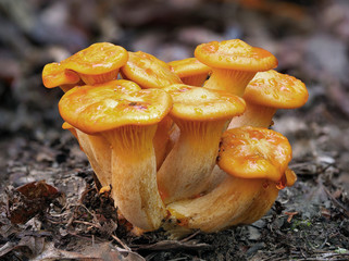 Focus Stacked Image of  Small Orange Mushroom