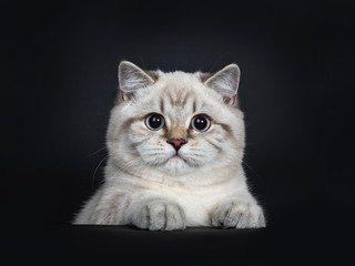 Super cute blue tabby point British Shorthair cat kitten sitting behind black box, looking to camera with light blue eyes and paws on box. Isolated on black background.