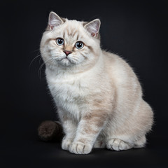 Fototapeta na wymiar Super cute blue tabby point British Shorthair cat kitten sitting half side ways, looking at camera with light blue eyes. Isolated on black background.