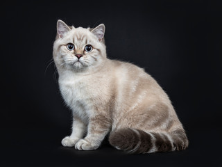 Super cute blue tabby point British Shorthair cat kitten sitting side ways, looking at camera with light blue eyes. Isolated on black background.