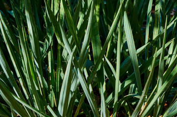 Evergreen leaves of Yucca filamentous (lat. Yucca filamentos) in the natural rays of the sun. Leaves linear-lanceolate, flat, blue-green color create a natural texture. Concept nature for design.