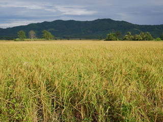 organic rice farm in countryside