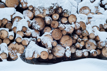 Holz im Wald bedeckt mit Schnee im Winter