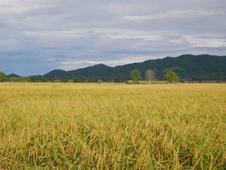 organic rice farm in countryside