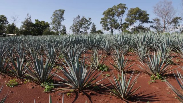 Red Soil Agave Field Located in Tequila, Mexico. Young Agave Plants are Planted in Parallel Rows. 4k Camera Walks Moving Through Aisles of Crops