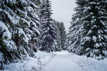 Weg durch den Wald im Harz im Winter