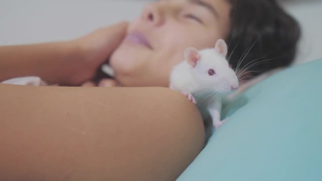 little girl is played on a bed with a white homemade handmade rat mouse. funny video rat lifestyle crawling over a little girl. girl and white mouse pet concept