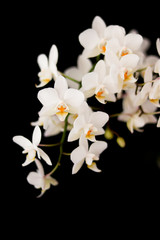 Fototapeta na wymiar Popcorn Orchid
