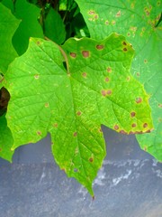 Leave was destroy by worm