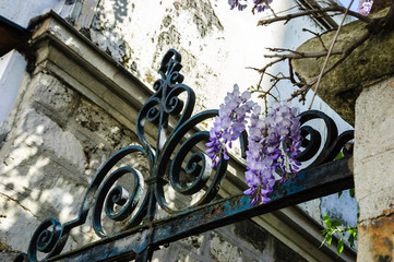 Old forging gate with ornament (entry to abandoned manor)  and stone brick wall overgrown with blooming Wisteria flowers.
