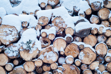 Holz im Wald bedeckt mit Schnee im Winter