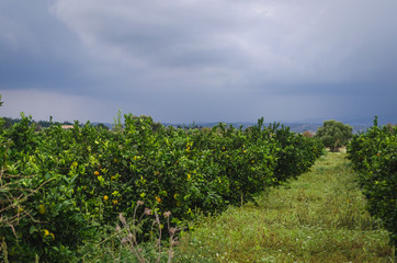 Fototapeta na wymiar Orange plantation in Sicily, Italy. Field of orange trees.