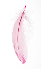 Beautiful pink feather isolated on white background