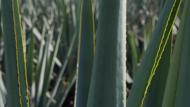 Up Close Agave Tequila Plant in Slow Motion Located in Field of Blue Weber Agave