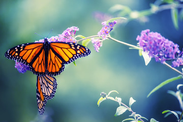 Butterfly on a lilac flower. The most famous butterfly of North America is the monarch's daaid. Gentle artistic photo. Soft selective focus.  