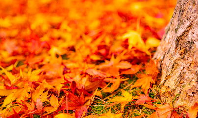 紅葉のある風景