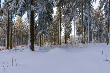Winter in einem Wald