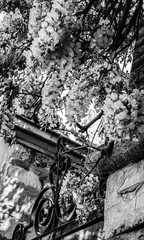 Old forging gate with ornament (entry to abandoned manor)  and stone brick wall overgrown with blooming Wisteria flowers. Black and white photo.