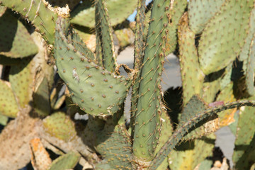 nature, botany and floral concept - close up of cactus growing outdoors