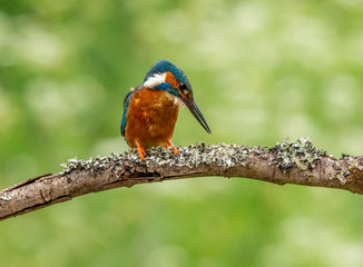 Kingfisher