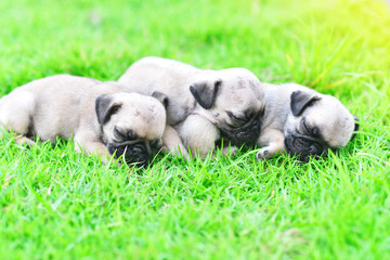 Cute puppies Pug sleeping together in green lawn after eat feed
