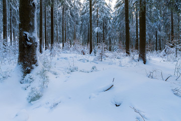 Winter in einem Wald im Oberharz