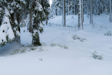 Winter in einem Wald im Oberharz