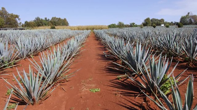 Walking Through Agave Fields Surrounded By Red Soil. Younger Agave Plants Can be Seen Spaced Out in Rows Parallel to Each Other. Filmed in Slow Motion. Located in Tequila, Mexico