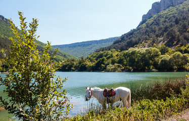 The horse drinks water by the lake