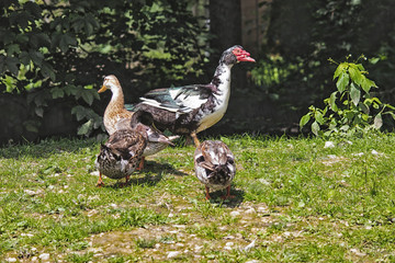 Enten in der Natur
