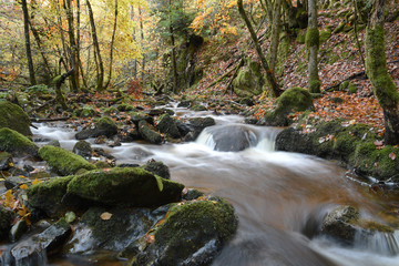 Small mountain river in autumn forest - obrazy, fototapety, plakaty