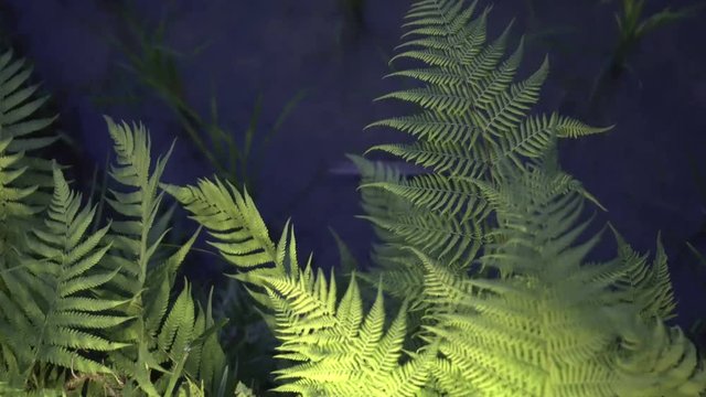 Ferns at night landscape garden lighting