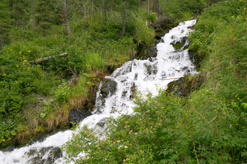 Mountain stream with clear water. A small river with pure tasty icy water in the forest.