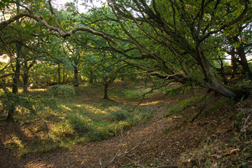 Woodland at Evening