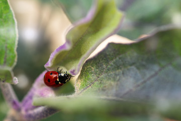 Coccinella